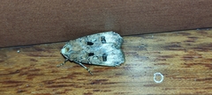 Agrotis
