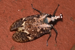 Phrictus moebiusi