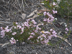 Boronia pilosa