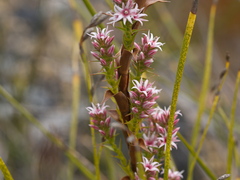 Sprengelia incarnata