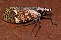 Phrictus moebiusi