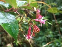 Fuchsia jimenezii