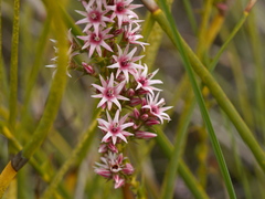 Sprengelia incarnata