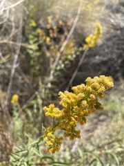 Solidago spectabilis