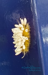 Lophocampa annulosa