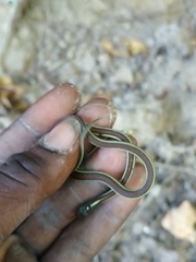 Thamnophis proximus rubrilineatus