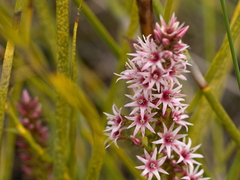 Sprengelia incarnata
