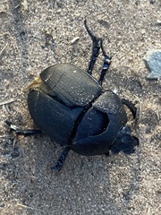 Geotrupes opacus