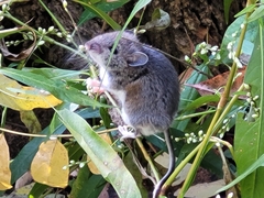 Peromyscus maniculatus