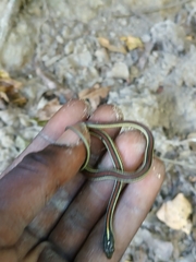 Thamnophis proximus rubrilineatus