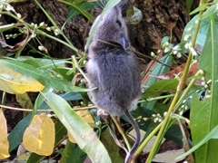 Peromyscus maniculatus