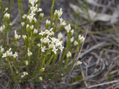 Pimelea phylicoides