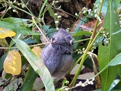 Peromyscus maniculatus
