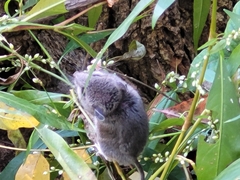 Peromyscus maniculatus