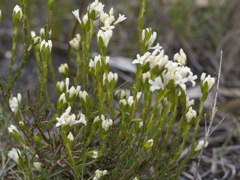 Pimelea phylicoides