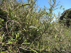 Parsonsia capsularis