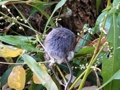 Peromyscus maniculatus