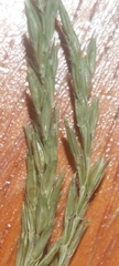 Microstegium vimineum