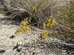 Solidago spectabilis
