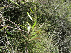 Parsonsia capsularis