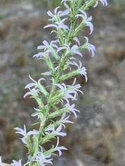 Liatris carrizana