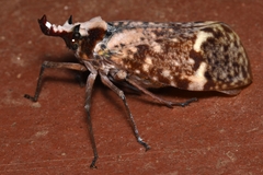 Phrictus moebiusi