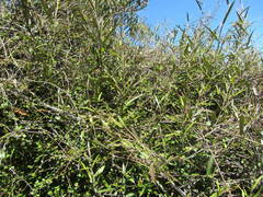 Parsonsia capsularis