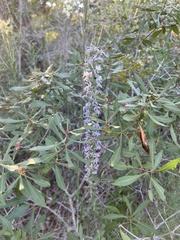Liatris carrizana