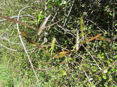 Parsonsia capsularis