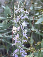 Liatris carrizana
