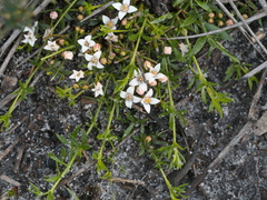 Cyanothamnus nanus nanus