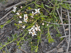 Cyanothamnus nanus nanus