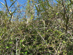 Parsonsia capsularis
