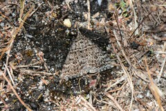 Dichromodes explanata