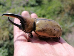 Dynastes hyllus