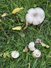 Agaricus californicus