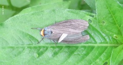 Macrobrochis staudingeri