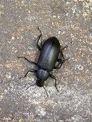 Alobates pensylvanicus