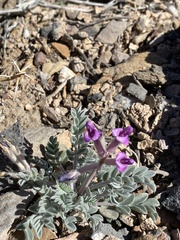 Astragalus newberryi