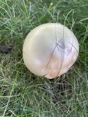 Agrocybe molesta