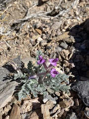 Astragalus newberryi
