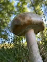 Agrocybe molesta