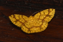 Periclina