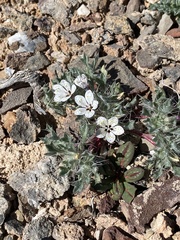 Langloisia setosissima