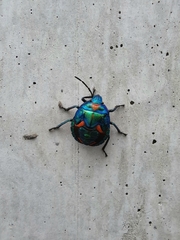 Tectocoris diophthalmus