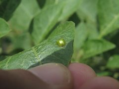 Plagiometriona herbea