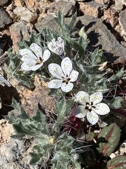 Langloisia setosissima