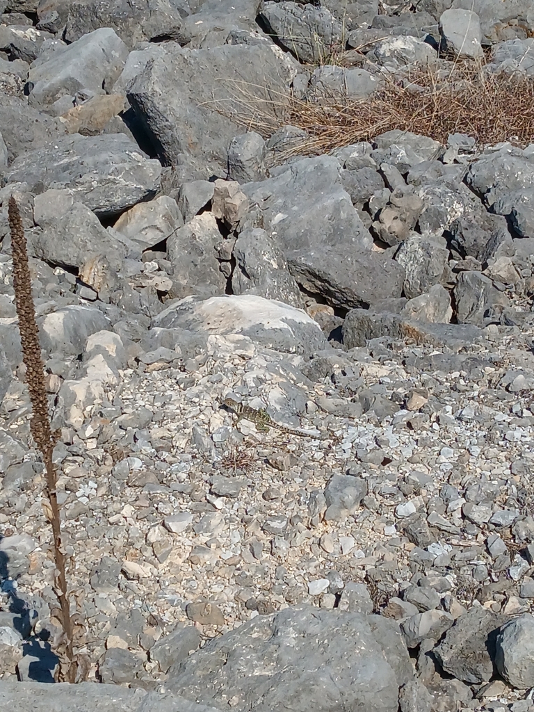 Chalk Ridge Sandy Eastern Collared Lizard from Chalk Ridge Park on October 14, 2022 at 10 ...