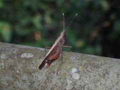 Phlaeoba antennata