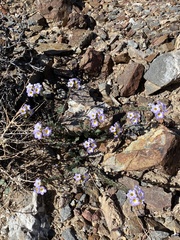 Phacelia crenulata